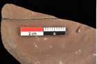 Foto (Detailansicht) von Poacites ? sp. (NHMW-GEO-2024-0188-0385)